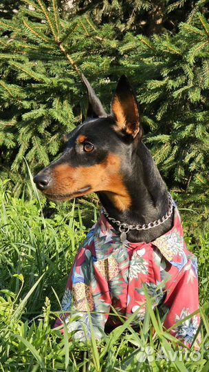 Цвергпинчер