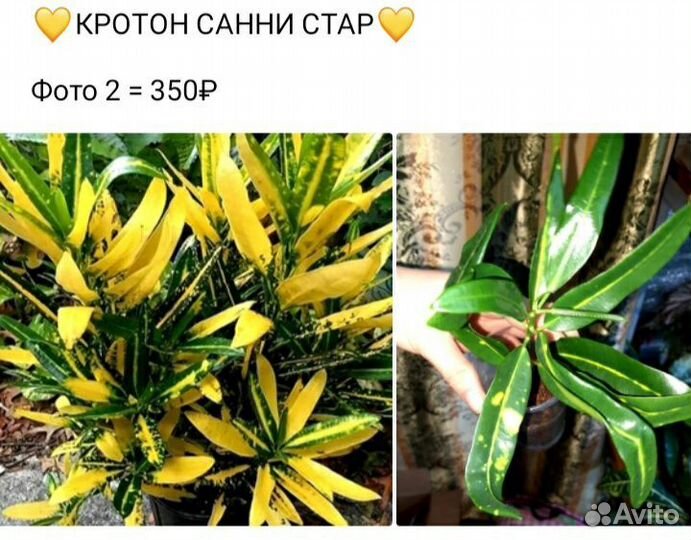 Кротоны
