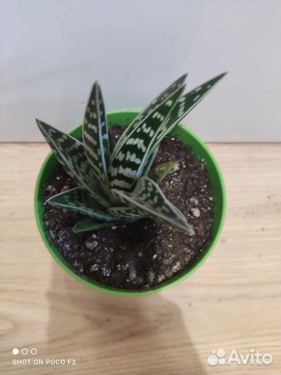 Алоэ Вариегата Пестрое Тигровое Aloe Variegata