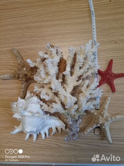 Ракушка морская большая