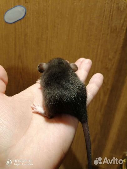 Дамбо редких окрасов крысята