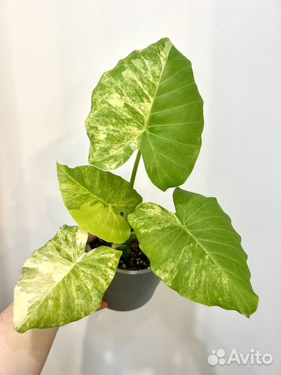 Алоказия небула, сабрина, гагеана вар