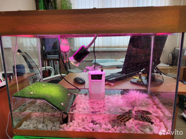 Красноухая черепаха