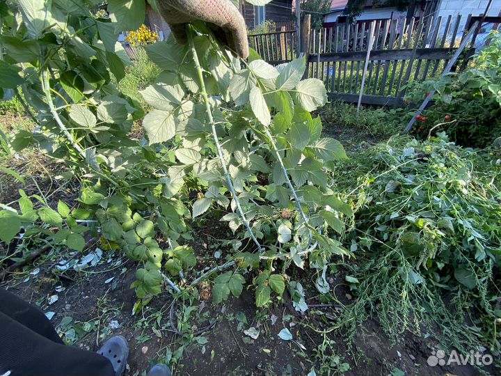 Куст ежевики