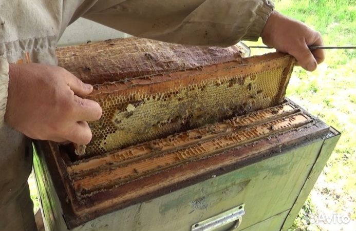 Мёд натуральный из Алтая оптом от 16 кг