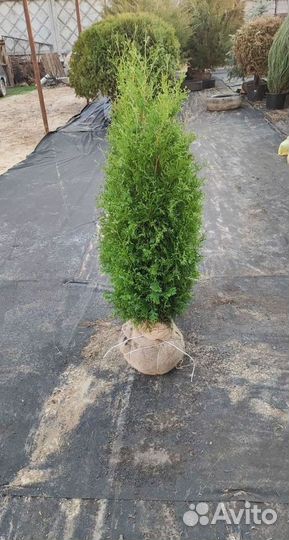 Туя Колумна