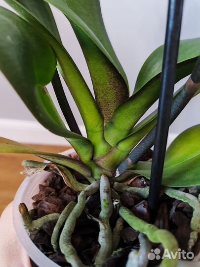 Орхидея фаленопсис Пандора