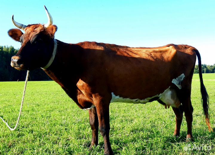 Молоко козье и коровье