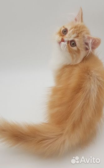 Шотландский котенок- Хайленд-страйт