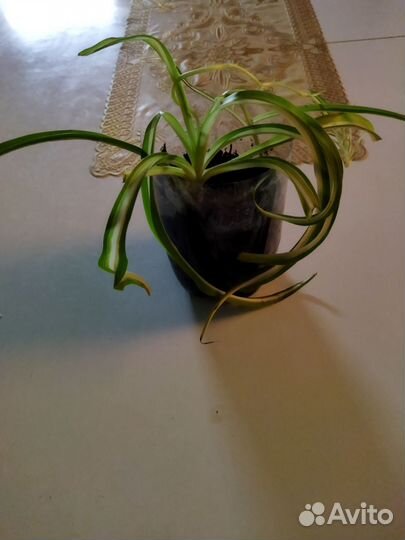 Хлорофитум бонни