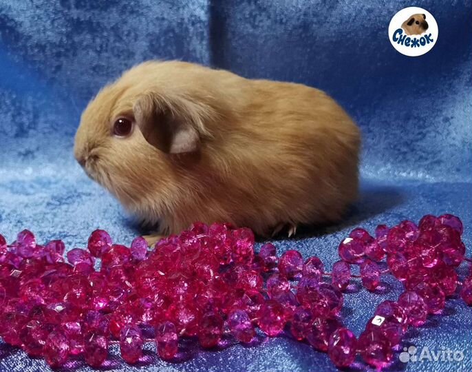 Морские свинки