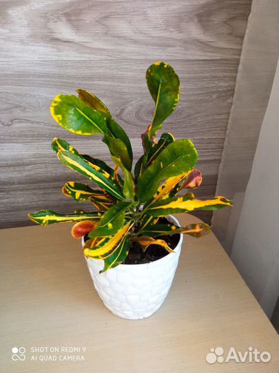 Комнатные растения