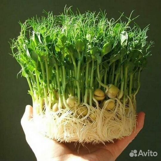 Микрозелень