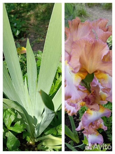 Ирисы бородатые сортовые