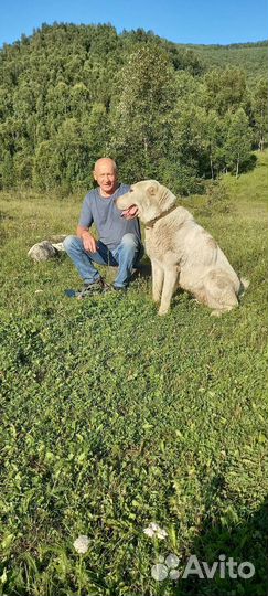 Щенки алабая