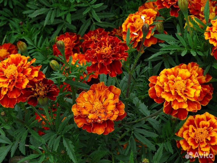 Бархатцы низкорослые