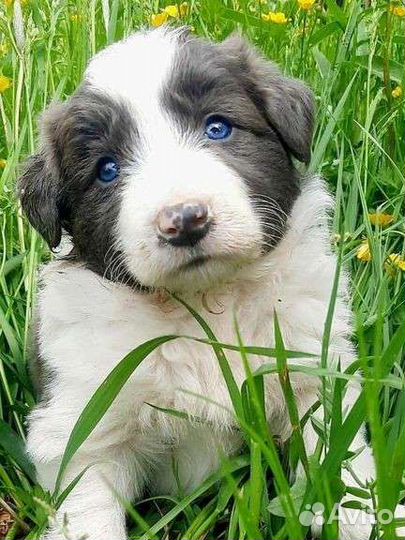 Бордер колли