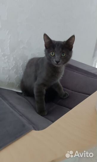 Котенок русской голубой девочка серая