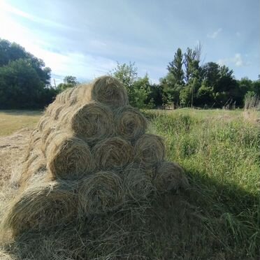 Продам сено Луговое в рулонах