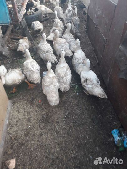 Французкие чистокровные индоутки