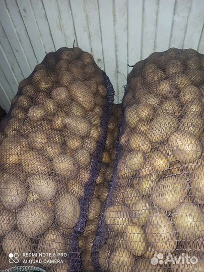 Картофель на корм животным