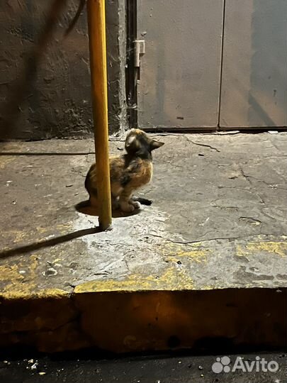 Котята в добрые руки бесплатно