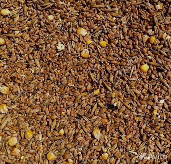 Зерносмесь - 5 видов зерна