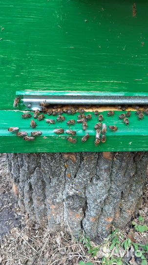 Пыльца пчелиная май 2023 г, перга