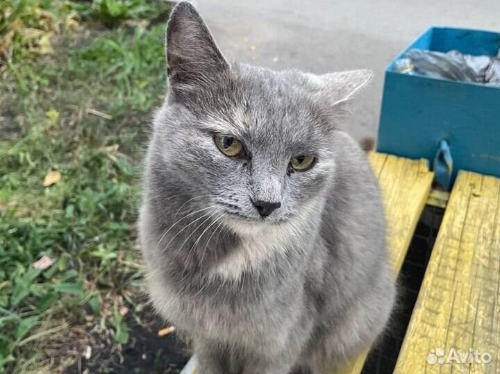 Очень милая кошечка