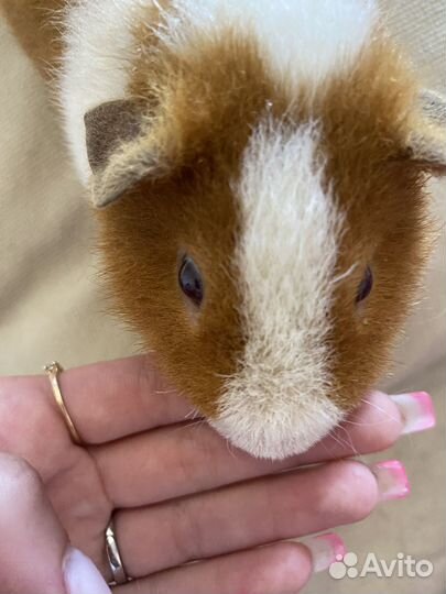 Морская свинка вязка(самец)
