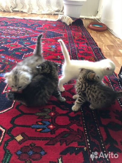 Котята шиншилла