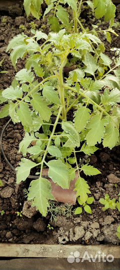 Рассада помидор