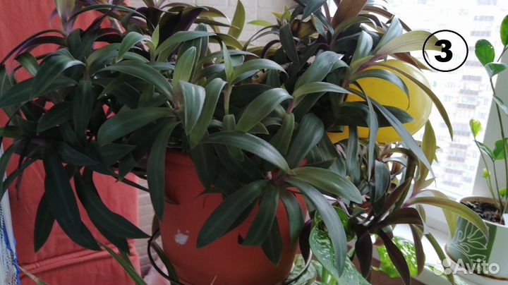 Цветы для дома: циссус,традесканция,аглаонема,алое