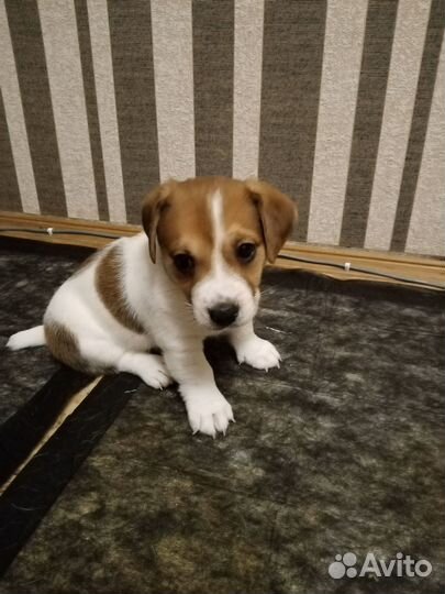 Щенки джек рассел терьер