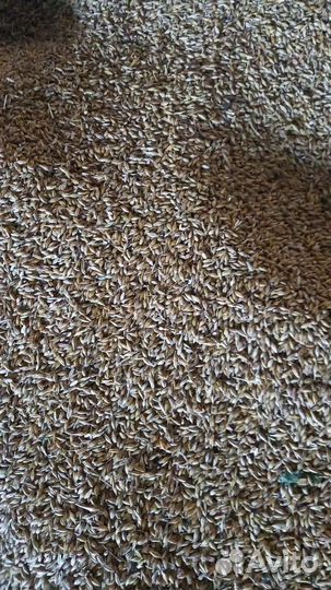 Горох, ячмень