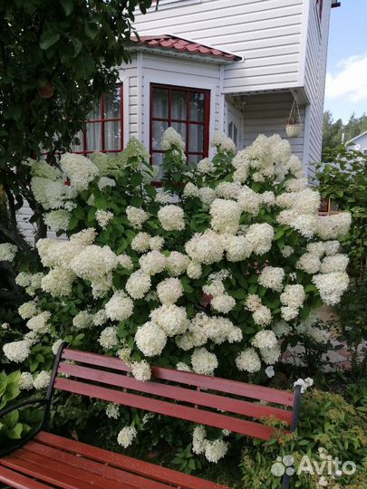 Гортензия Грандифлора