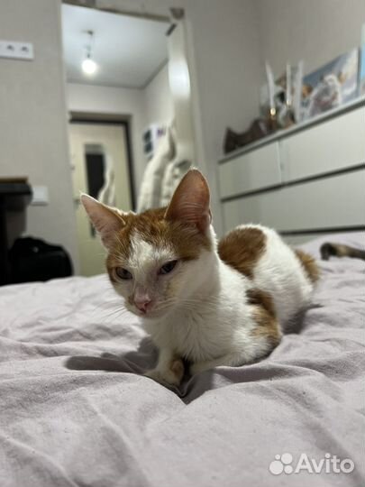 Котята в добрые руки бесплатно