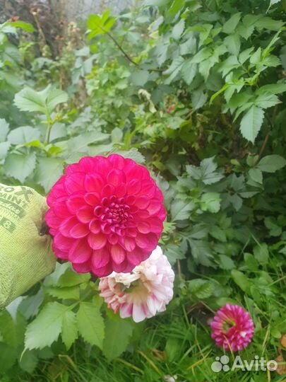 Георгины клубни