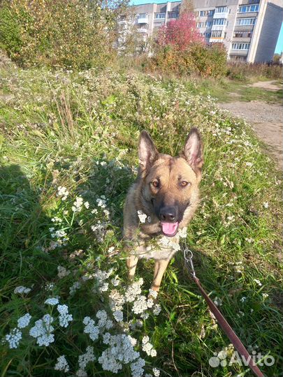 Продаются щенки бельгийской овчарки и бордер колли