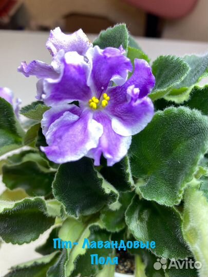 Фиалки. Милые наборчики деток