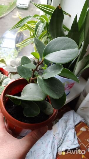 Комнатные растения