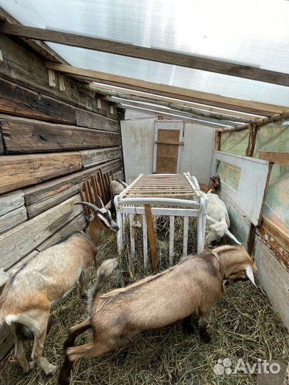 Козы, козёл