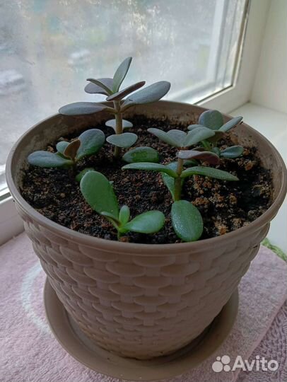 Толстянка денежное дерево в горшке
