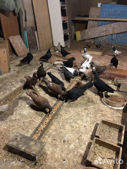 Голуби узбекские, пакистанские, иранские,бакинские