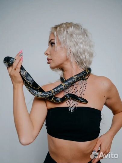 Аренда змеи/лошади на фотосессию