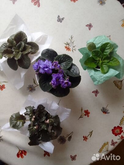 Фиалки подарочные