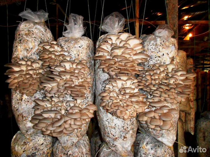 Мицелий вешенки интересно просто вкусно