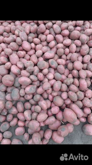 Крупный картоф