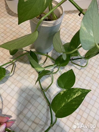 Сциндапсус золотистый