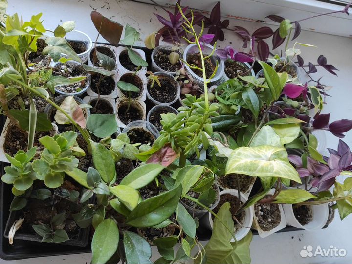 Домашние неприхотливые цветы от